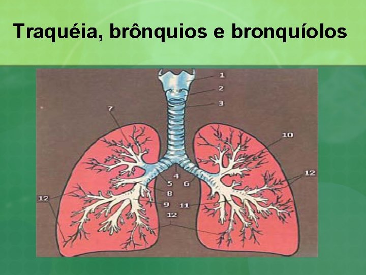 Traquéia, brônquios e bronquíolos 