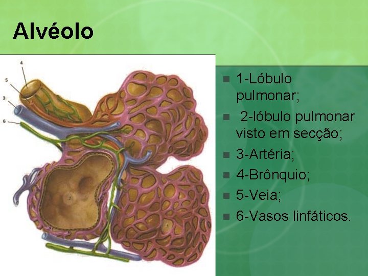 Alvéolo n n n 1 -Lóbulo pulmonar; 2 -lóbulo pulmonar visto em secção; 3