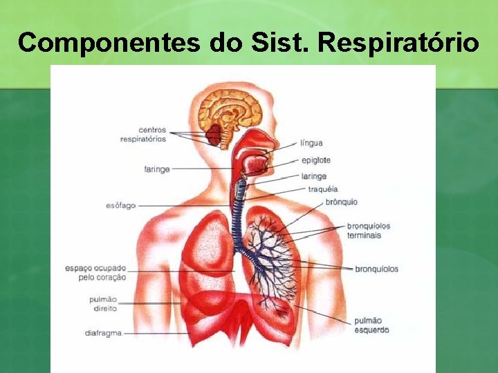Componentes do Sist. Respiratório 