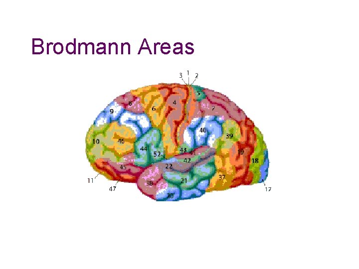 Brodmann Areas Brodmann Areas