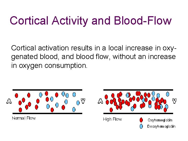 Cortical Activity and Blood-Flow Cortical activation results in a local increase in oxygenated blood, Cortical Activity and Blood-Flow Cortical activation results in a local increase in oxygenated blood,