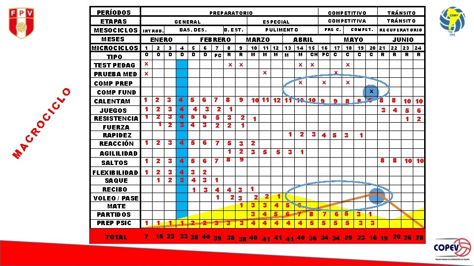PERÍODOS M A C R O C IC L O ETAPAS MESOCICLOS PREPARATORIO GENERAL