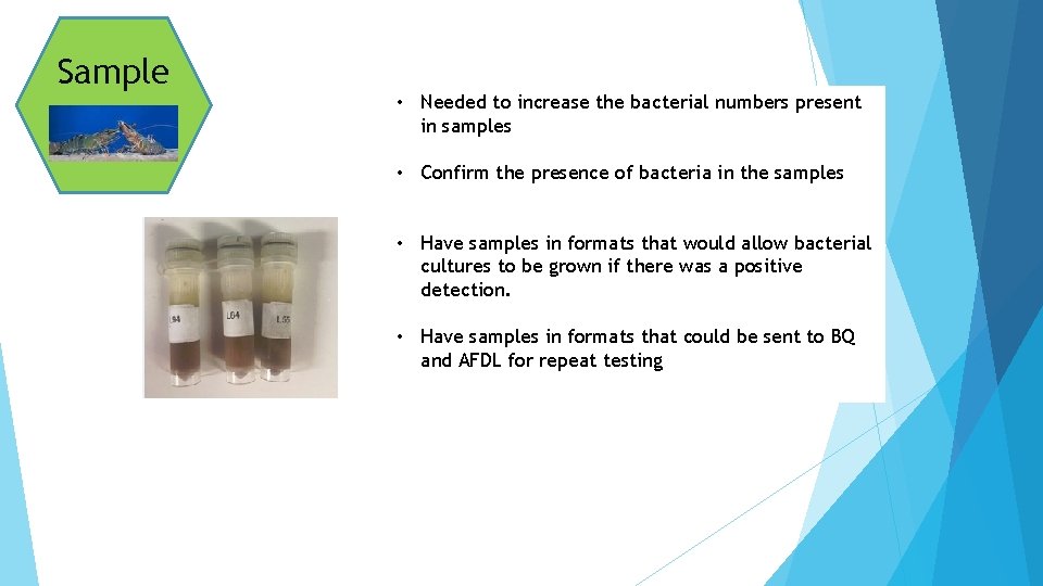 Sample • Needed to increase the bacterial numbers present in samples • Confirm the