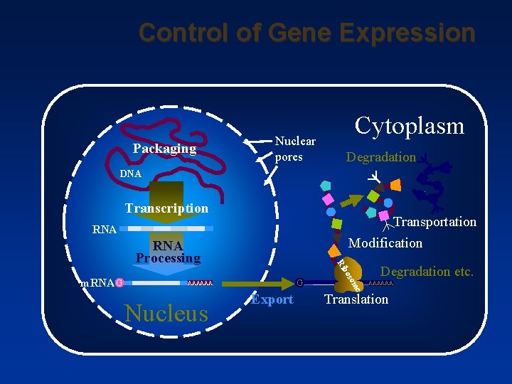 english review control of expression in eukaryotes eukaryotic