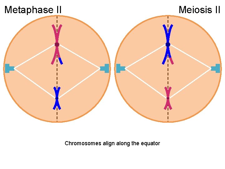 Metaphase II Meiosis II Chromosomes align along the equator 