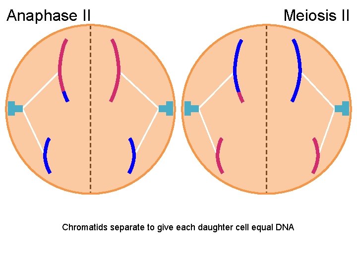 Anaphase II Meiosis II Chromatids separate to give each daughter cell equal DNA 