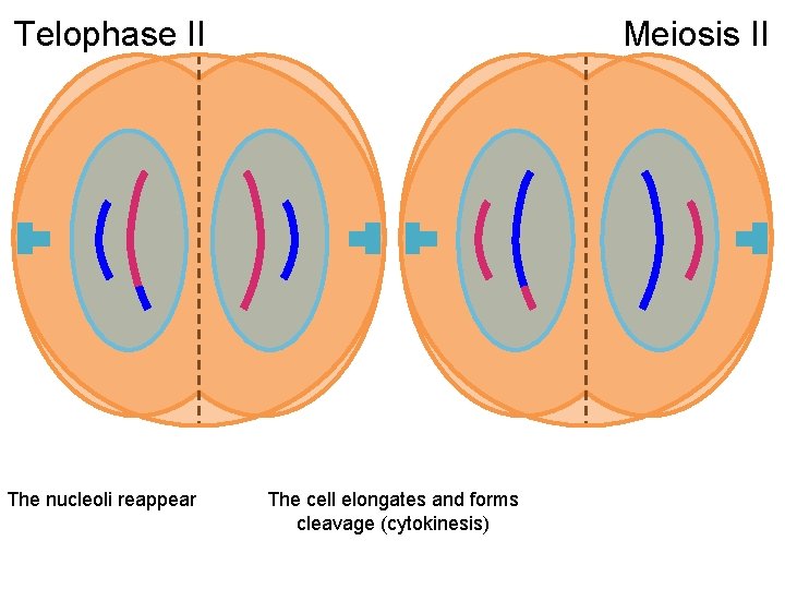 Telophase II The nucleoli reappear Meiosis II The cell elongates and forms cleavage (cytokinesis)