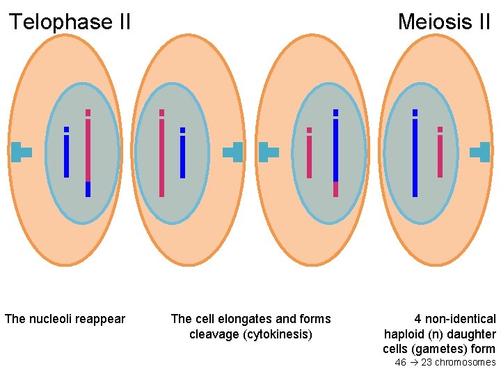 Telophase II The nucleoli reappear Meiosis II The cell elongates and forms cleavage (cytokinesis)