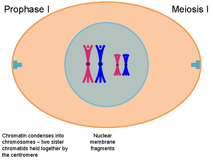 Prophase I Chromatin condenses into chromosomes – two sister chromatids held together by the