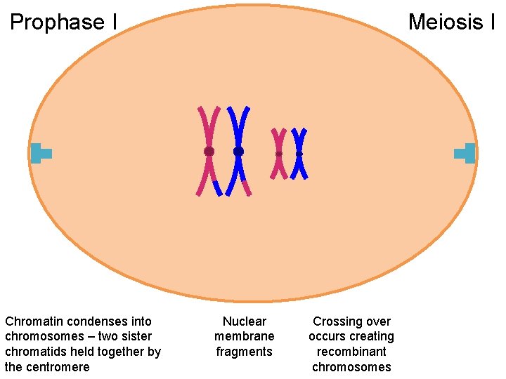 Prophase I Chromatin condenses into chromosomes – two sister chromatids held together by the
