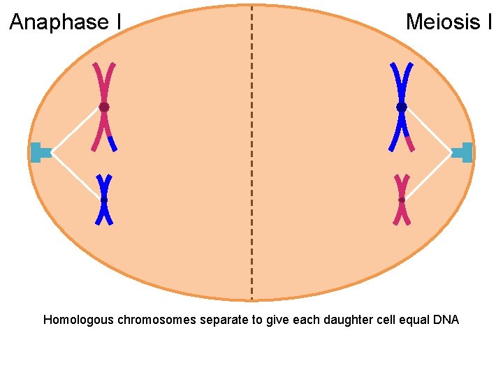 Anaphase I Meiosis I Homologous chromosomes separate to give each daughter cell equal DNA