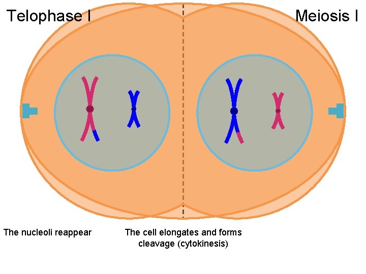 Telophase I The nucleoli reappear Meiosis I The cell elongates and forms cleavage (cytokinesis)