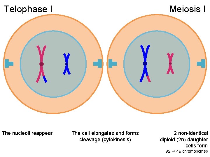 Telophase I The nucleoli reappear Meiosis I The cell elongates and forms cleavage (cytokinesis)