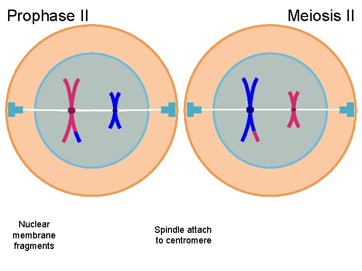 Prophase II Nuclear membrane fragments Meiosis II Spindle attach to centromere 