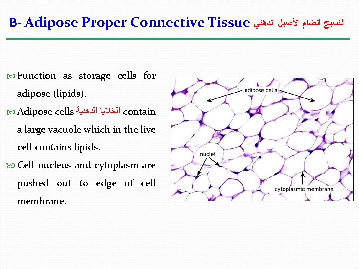 B- Adipose Proper Connective Tissue ﺍﻟﻨﺴﻴﺞ ﺍﻟﻀﺎﻡ ﺍﻷﺼﻴﻞ ﺍﻟﺪﻫﻨﻲ Function as storage cells for