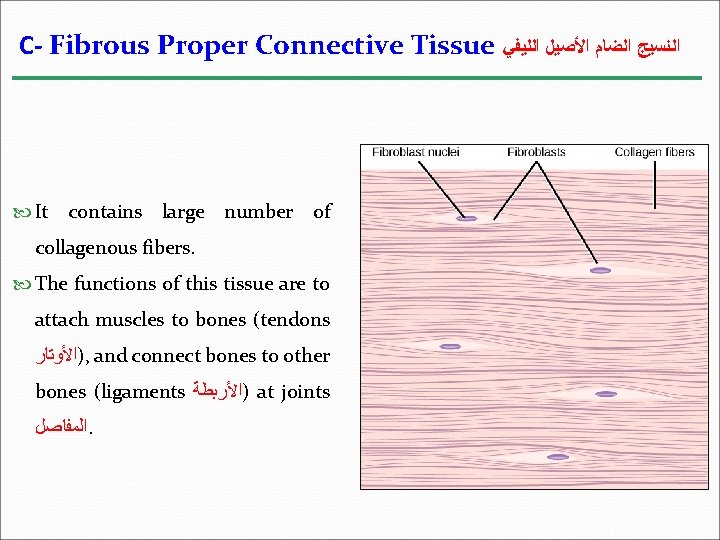 C- Fibrous Proper Connective Tissue ﺍﻟﻨﺴﻴﺞ ﺍﻟﻀﺎﻡ ﺍﻷﺼﻴﻞ ﺍﻟﻠﻴﻔﻲ It contains large number of