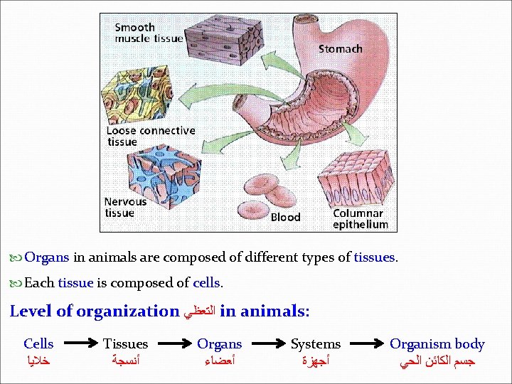  Organs in animals are composed of different types of tissues. Each tissue is