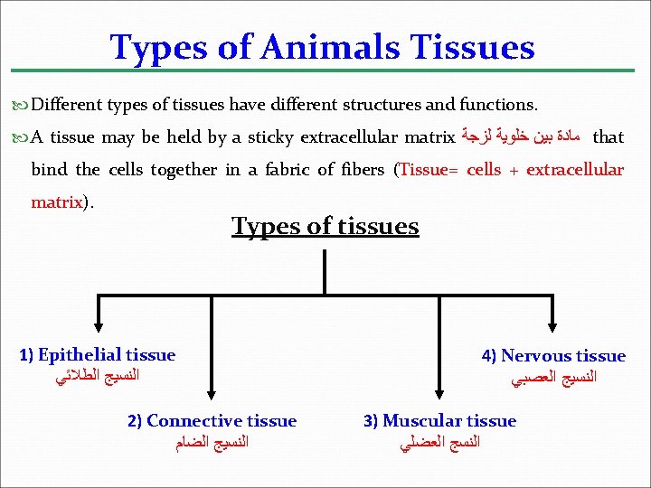 Types of Animals Tissues Different types of tissues have different structures and functions. A