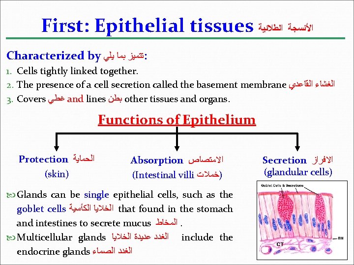First: Epithelial tissues ﺍﻷﻨﺴﺠﺔ ﺍﻟﻄﻼﺋﻴﺔ Characterized by ﺗﺘﻤﻴﺰ ﺑﻤﺎ ﻳﻠﻲ : 1. Cells tightly