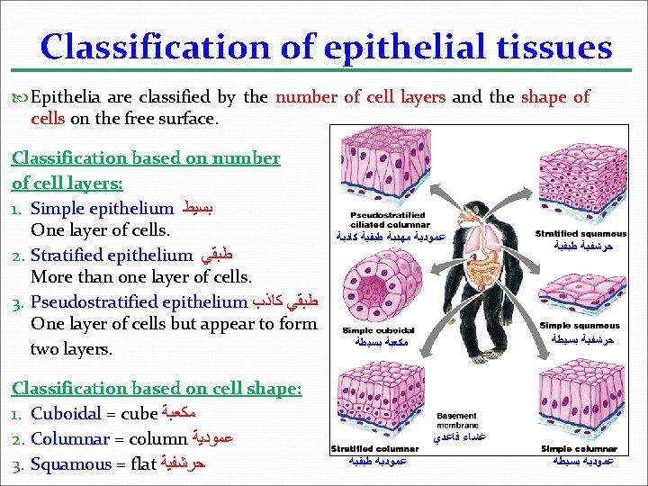 Classification of epithelial tissues Epithelia are classified by the number of cell layers and