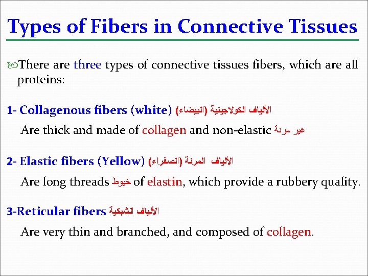 Types of Fibers in Connective Tissues There are three types of connective tissues fibers,