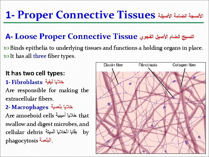 1 - Proper Connective Tissues ﺍﻷﻨﺴﺠﺔ ﺍﻟﻀﺎﻣﺔ ﺍﻷﺼﻴﻠﺔ A- Loose Proper Connective Tissue ﺍﻟﻨﺴﻴﺞ