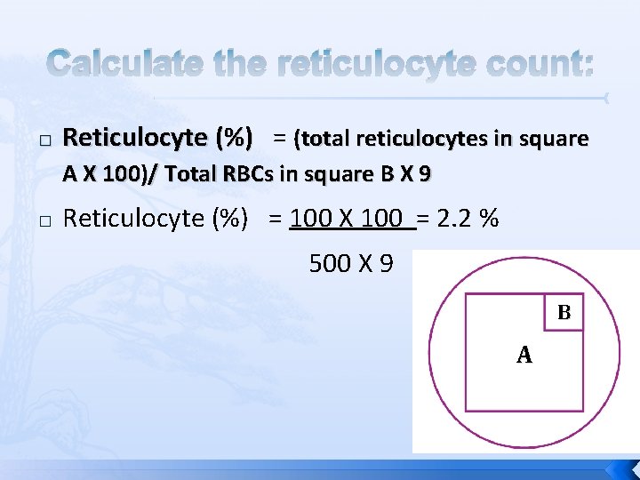 Calculate the reticulocyte count: � Reticulocyte (%) = (total reticulocytes in square A X