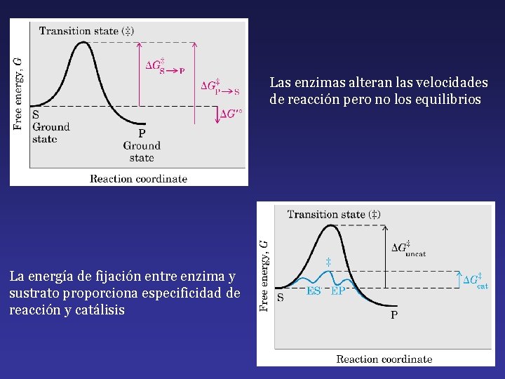 Las enzimas alteran las velocidades de reacción pero no los equilibrios La energía de