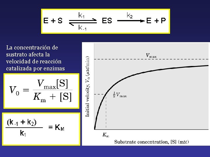 La concentración de sustrato afecta la velocidad de reacción catalizada por enzimas 