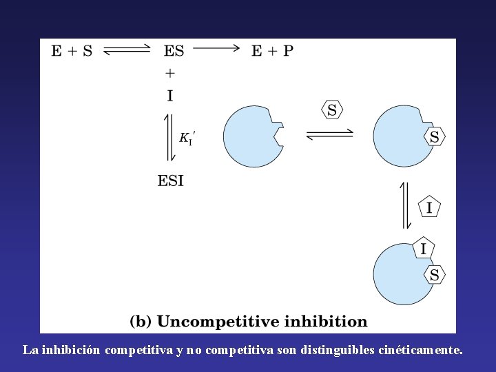 La inhibición competitiva y no competitiva son distinguibles cinéticamente. 
