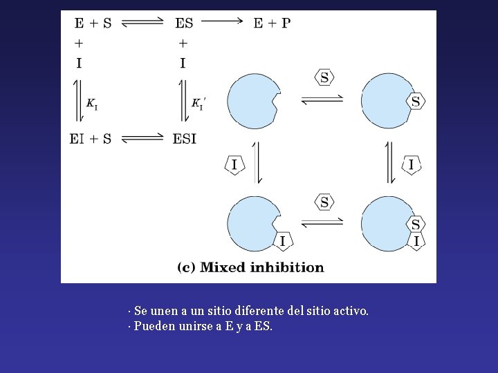 · Se unen a un sitio diferente del sitio activo. · Pueden unirse a