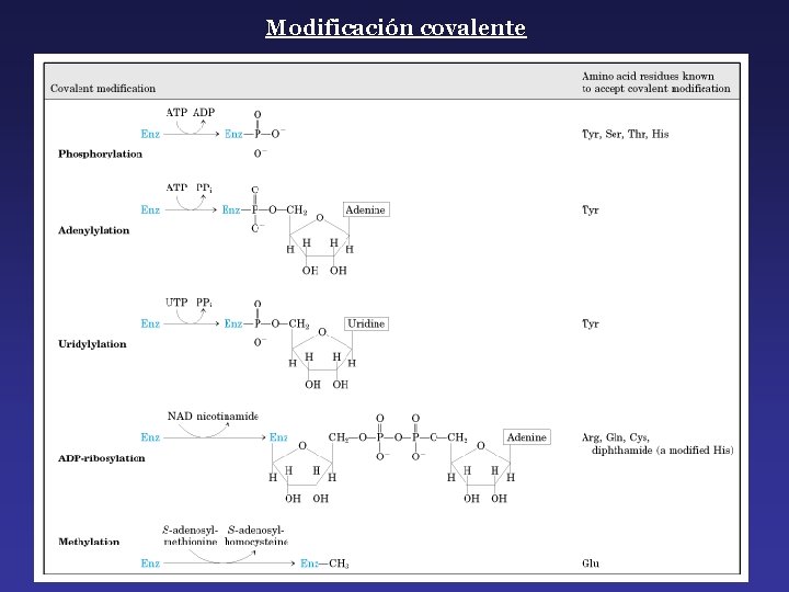 Modificación covalente 