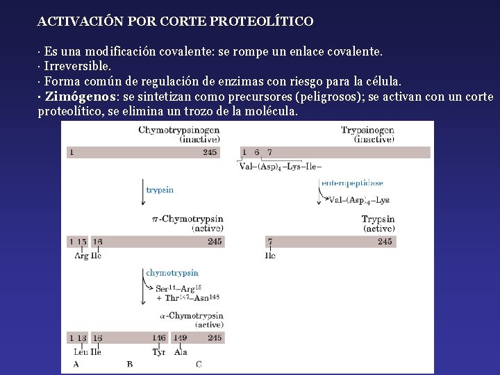 ACTIVACIÓN POR CORTE PROTEOLÍTICO · Es una modificación covalente: se rompe un enlace covalente.