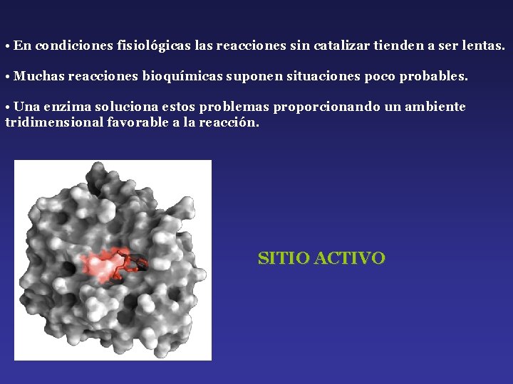  • En condiciones fisiológicas las reacciones sin catalizar tienden a ser lentas. •