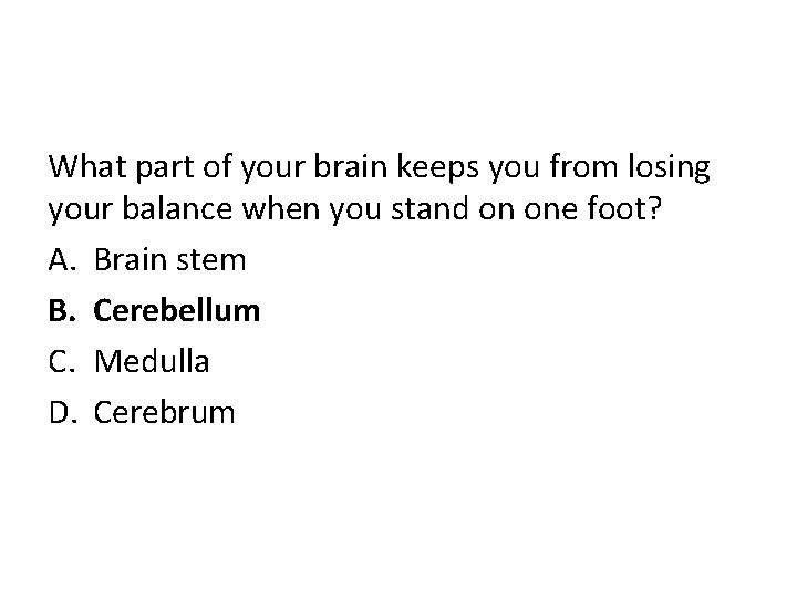 What part of your brain keeps you from losing your balance when you stand
