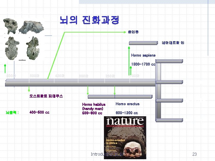 Sahelanthropus tchadensis 뇌의 진화과정 원인류 네안데르탈 인 Homo sapiens 1300 -1700 cc 600만 500만