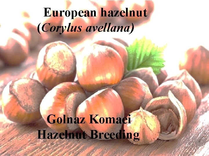  European hazelnut (Corylus avellana) Golnaz Komaei Hazelnut Breeding 