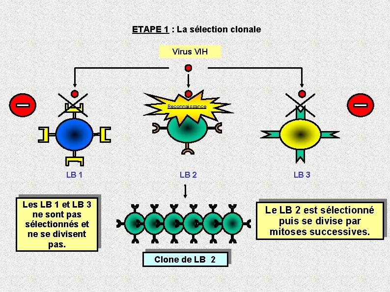 ETAPE 1 : La sélection clonale Virus VIH Reconnaissance LB 1 LB 2 Les