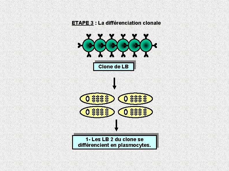 ETAPE 3 : La différenciation clonale Clone de LB 1 - Les LB 2