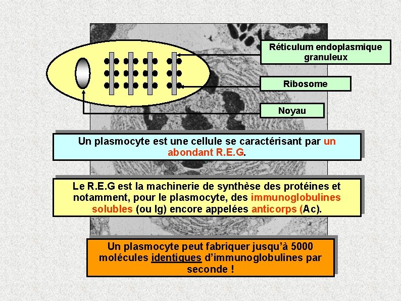 Réticulum endoplasmique granuleux Ribosome Noyau Un plasmocyte est une cellule se caractérisant par un Réticulum endoplasmique granuleux Ribosome Noyau Un plasmocyte est une cellule se caractérisant par un