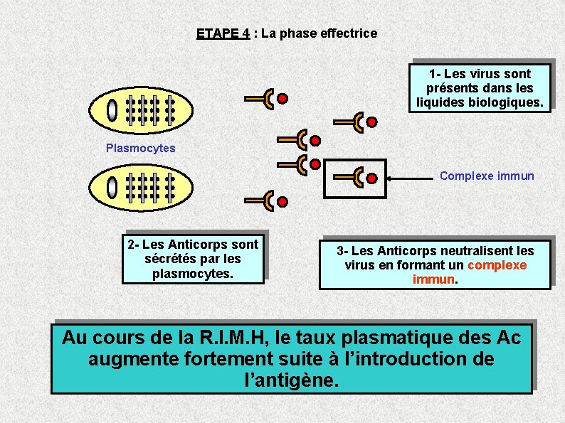 ETAPE 4 : La phase effectrice 1 - Les virus sont présents dans les