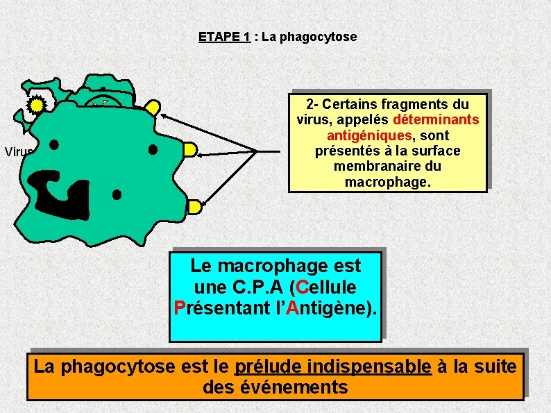 ETAPE 1 : La phagocytose Virus Macrophage 1 - Le virus subit la PHAGOCYTOSE ETAPE 1 : La phagocytose Virus Macrophage 1 - Le virus subit la PHAGOCYTOSE