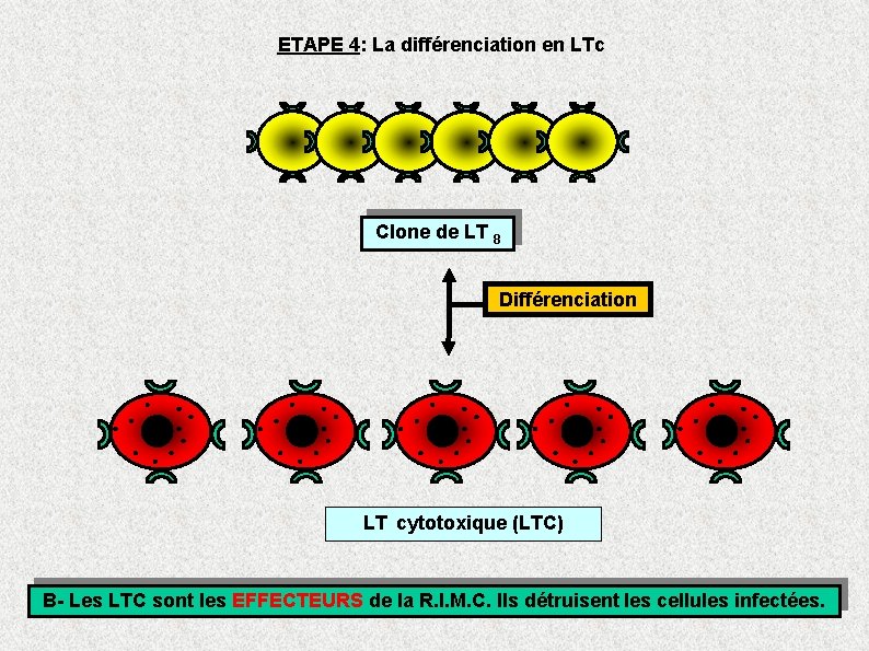 ETAPE 4: La différenciation en LTc Clone de LT 8 Différenciation LT cytotoxique (LTC)