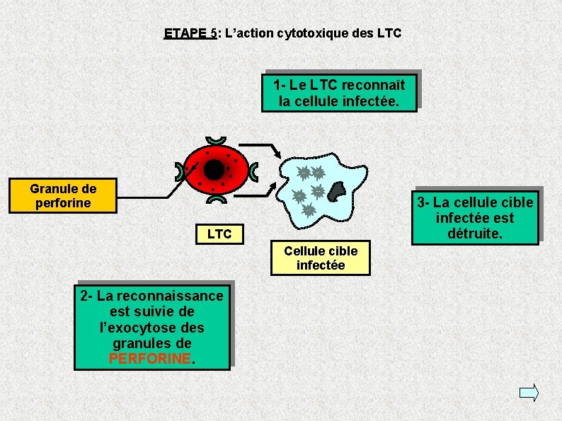 ETAPE 5: L’action cytotoxique des LTC 1 - Le LTC reconnaît la cellule infectée.