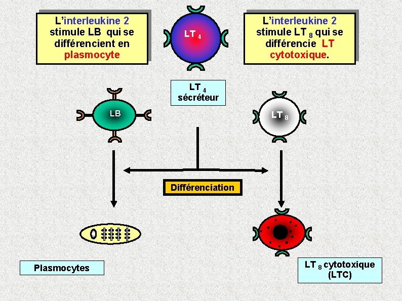 L’interleukine 2 stimule LB qui se différencient en plasmocyte LT 4 L’interleukine 2 stimule