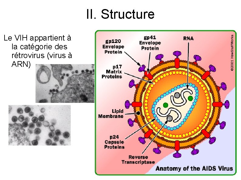 II. Structure Le VIH appartient à la catégorie des rétrovirus (virus à ARN) 