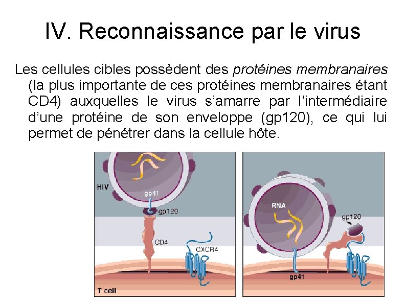 IV. Reconnaissance par le virus Les cellules cibles possèdent des protéines membranaires (la plus