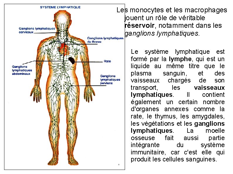 Les monocytes et les macrophages jouent un rôle de véritable réservoir, notamment dans les