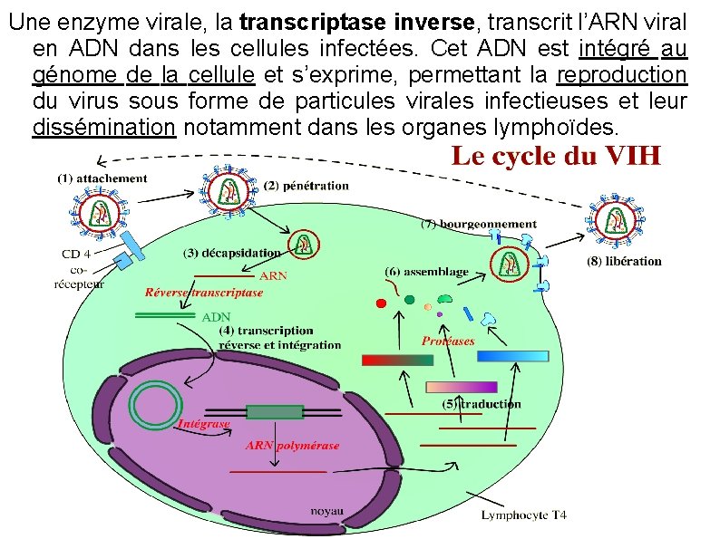 Une enzyme virale, la transcriptase inverse, transcrit l’ARN viral en ADN dans les cellules