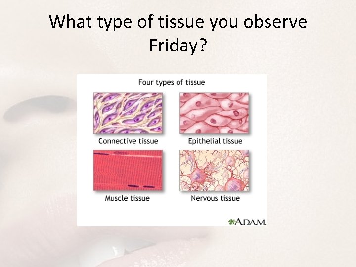 What type of tissue you observe Friday? 